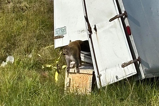 Зараженная опасными вирусами обезьяна сбежала после ДТП в США, идут поиски