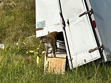Зараженная опасными вирусами обезьяна сбежала после ДТП в США, идут поиски