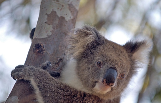 Найдены следы мифической хищной коалы