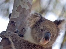 Найдены следы мифической хищной коалы