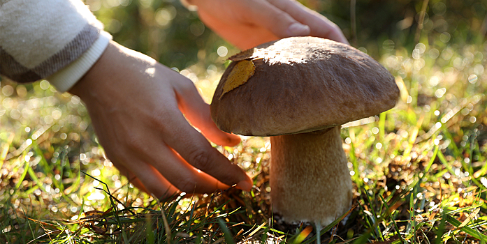 Почему собирать грибы на Руси разрешали не в любой день