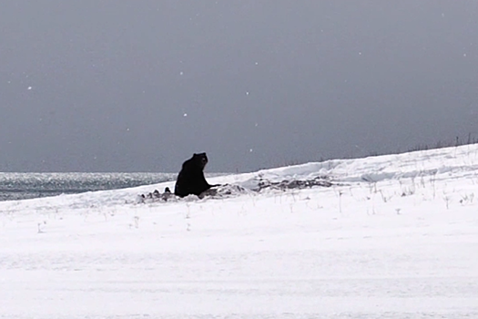 На Камчатке проснулся и вышел из берлоги первый медведь