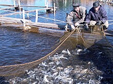 Популяцию молодого омуля восстанавливают на Байкале