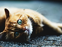 Российские саперы спасли котенка из заминированного украинского блиндажа