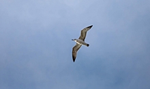 В Волгограде голубей скоро вытеснят вороны и чайки