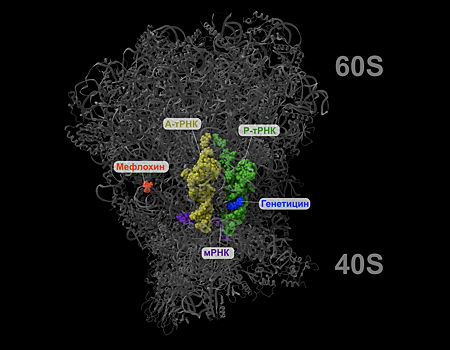 Препарат на основе мефлохина позволит восстановить синтез белка при наследственных заболеваниях