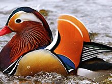 Утка-мандаринка с птенцами зашла в гараж правительства Приамурья