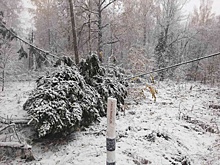 Более 55 деревьев рухнули на провода ЛЭП в Нижегородской области из-за снега