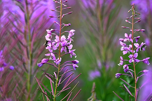Ученые показали, как растения общаются между собой