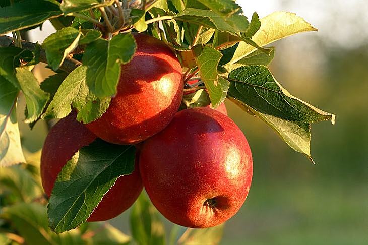 Горькая гниль яблок – в США обнаружены новые грибные фитопатогены для яблони