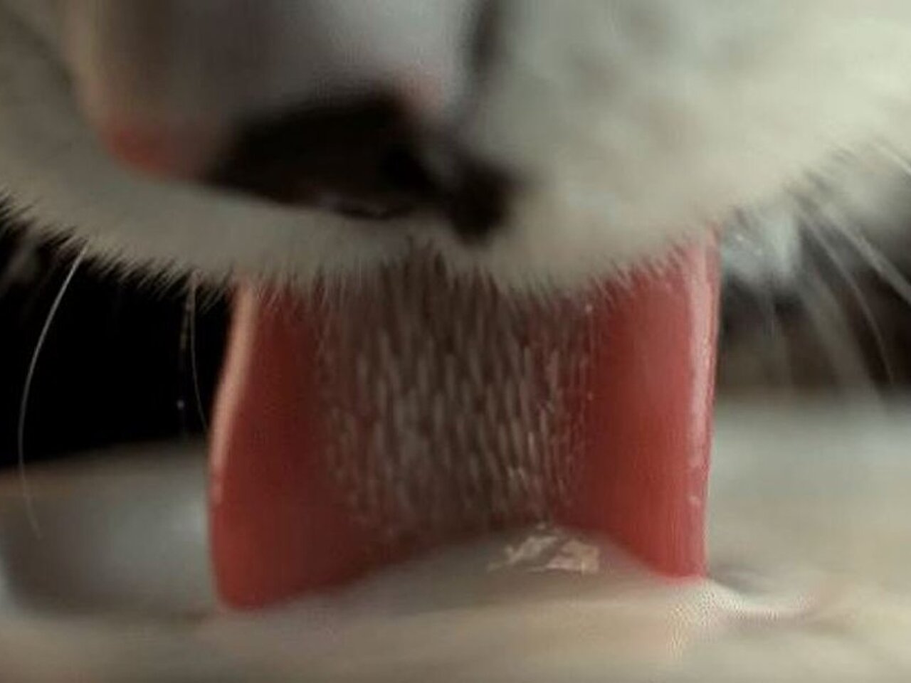 Кошачий язык вблизи