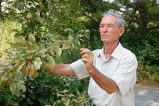 Биолог из Киргизии вывел уникальные гибриды фруктов