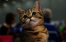 Замучившие котенка под Самарой живодерки жалуются на угрозы самосуда