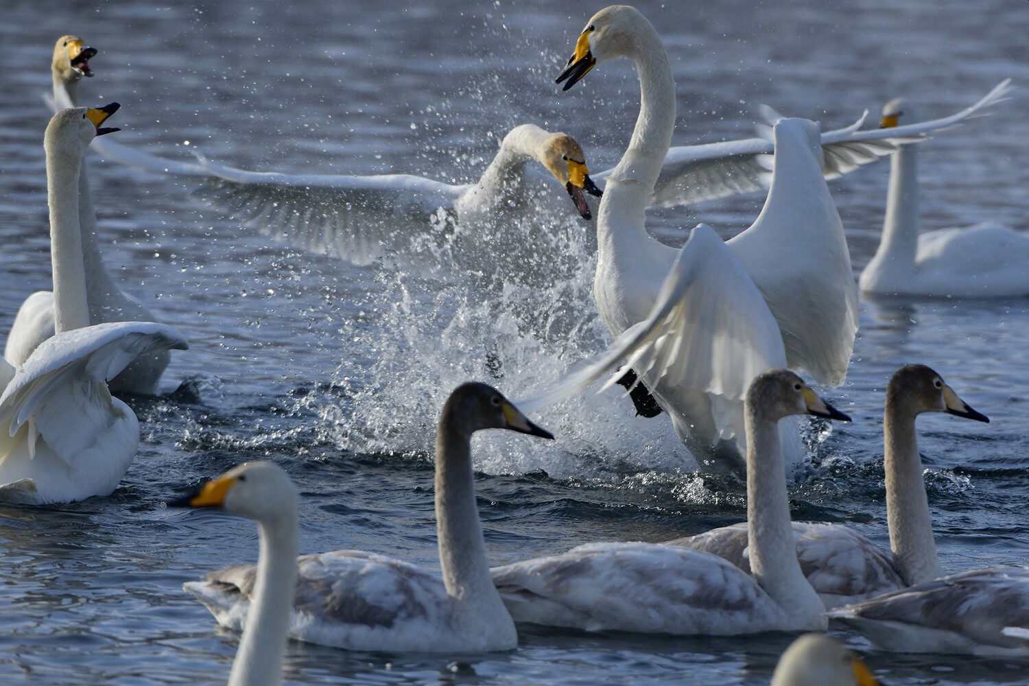 Мужчину задержали за стрельбу по лебедям на озере в Ленобласти