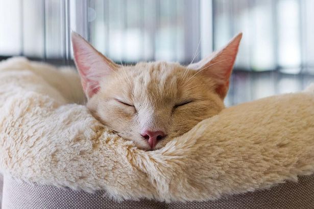 Более половины пушистых участников выставки в Зеленограде обрели новые семьи