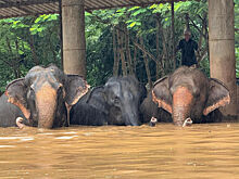 Заповедник со слонами затопило в Таиланде после тайфуна