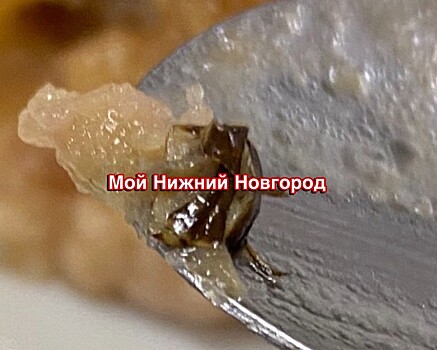 Школьники пожаловались на тараканов в котлетах в Нижнем Новгороде