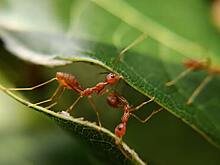 Садовод предложил верный способ избавиться от муравьев в саду без пестицидов