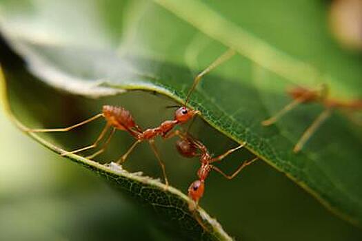 Садовод предложил верный способ избавиться от муравьев в саду без пестицидов