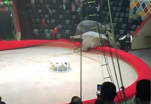 Зрителей цирка напугали подравшиеся слоны в Казани