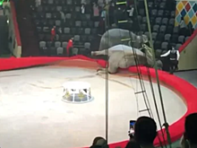 Зрителей цирка напугали подравшиеся слоны в Казани