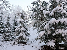 До Нового года Приморье ждут два мощных циклона