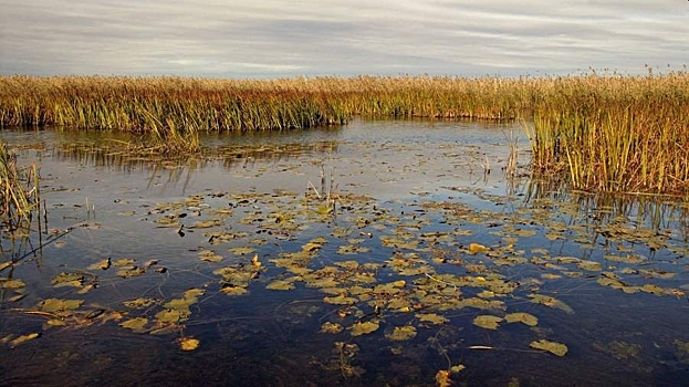 Эстония решила отгородиться от России болотами