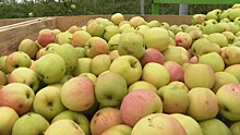В Калининградской области завершается сбор яблок