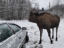 Житель Костромской области приласкал лося, вышедшего к людям из леса