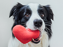 Собаки помогли учёным в исследованиях сердца