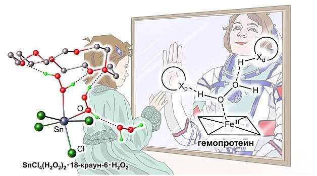 Анализ строения новых комплексов пероксида водорода позволил объяснить механизм его взаимодействия с ферментами