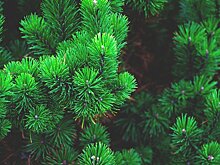 Опубликована карта подмосковных елочных базаров