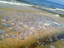 Россияне раскритиковали отдых на Азовском море