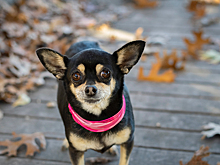 Кинолог объяснил причины тремора у собак мелких пород