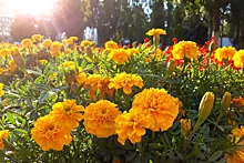 Карнавал и конкурс на лучший костюм: фестиваль цветов вернули в Струковский сад