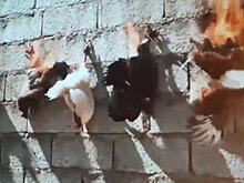 Художник поджег живых куриц и вызвал скандал