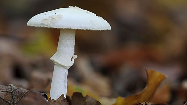 Под Воронежем произошло массовое отравление грибами