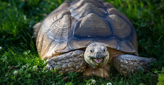 Такие смешные и интересные черепашки