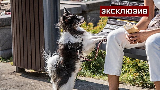 Кинолог дала рекомендации по безопасному выгулу собак