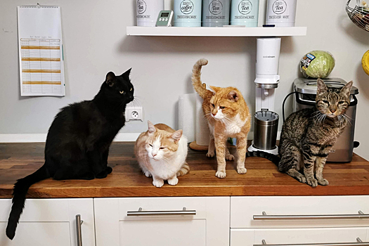 Привычки кошек, которые приводят людей в недоумение