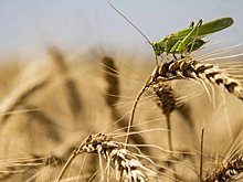 Цена на пшеницу упала до минимума 2020 года