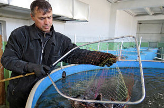 В Крыму на треть выросло производство рыбных консервов