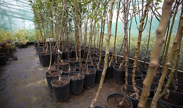 На ярмарках Волгограда начался осенний сезон продажи саженцев