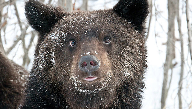 Медведь-шатун напугал жителей Камчатки