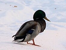 Пензенцев удивил дикий селезень во дворе дома