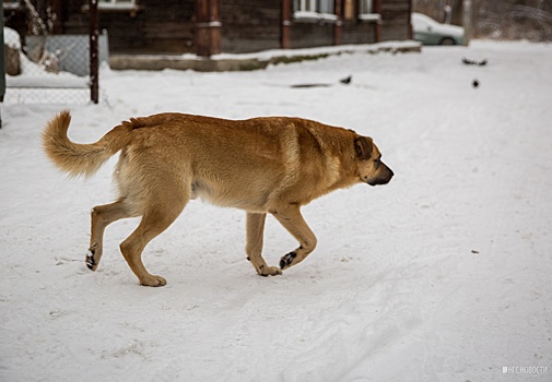 Сорвалась с цепи и покусала: новосибирец засудил владельцев собаки за прокушенную руку