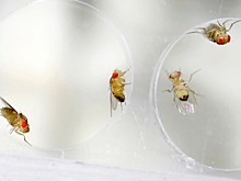 Создан продлевающий жизнь препарат