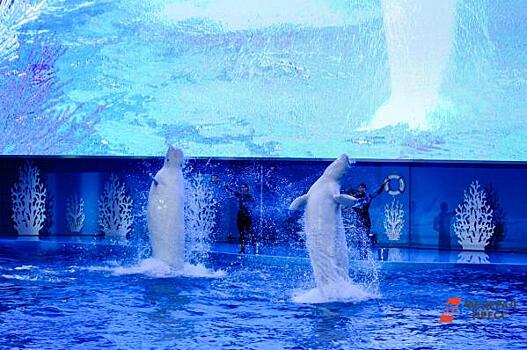 В Нижнем Новгороде выдали разрешение на строительство океанариума