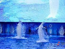 В Нижнем Новгороде выдали разрешение на строительство океанариума