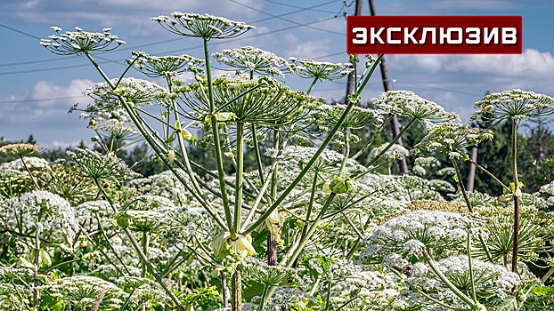 Юрист: дроны помогут бороться с неплательщиками налогов на землю